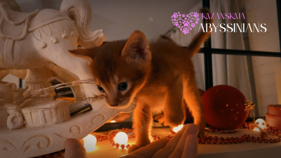 Абиссинская кошка котёнок Киев