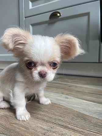 Прекрасна дівчинка чихуахуа, Львiв Львов