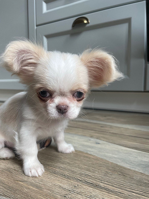 Прекрасна дівчинка чихуахуа, Львiв Львов - изображение 3