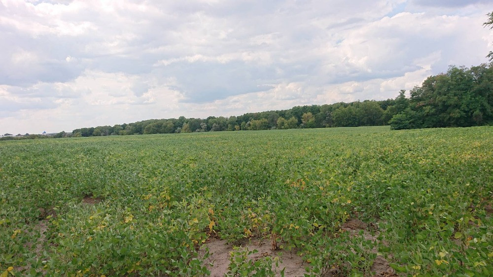 Продається земельна ділянка в мальовничому селі Пилипа! Белая Церковь - изображение 4