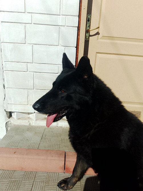 Продам дорослу німецьку вівчарку Киев - изображение 7