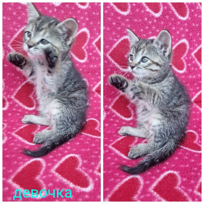 Отдам котят безплатно Днепр - изображение 2