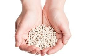 Насіння квасолі. Форвардні контракти. Гарантований викуп врожаю. Луцьк - зображення 1