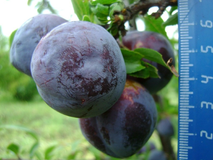 Продам саджанці слив Сквира - изображение 8