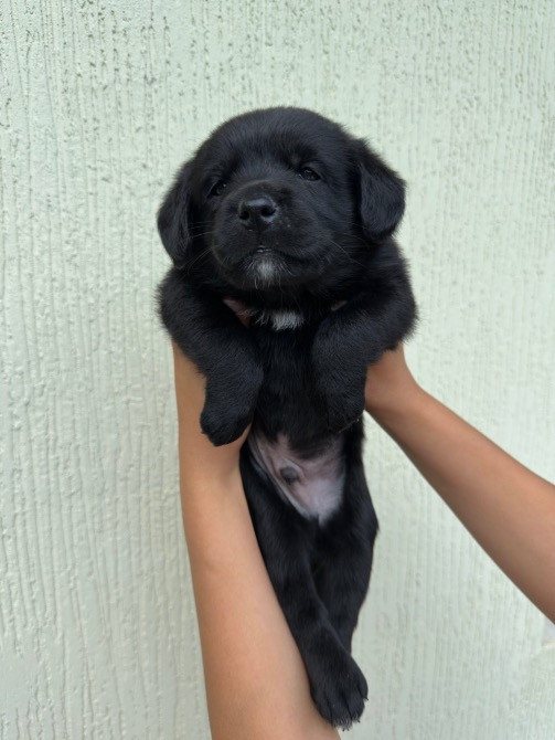 Метис Цуценята лабрадора Хмельницький - зображення 4