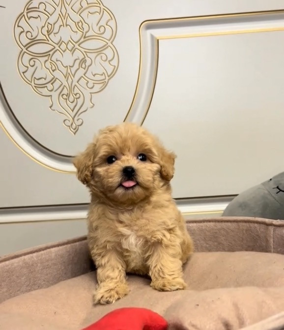 Мальтіпу міні Київ - зображення 1