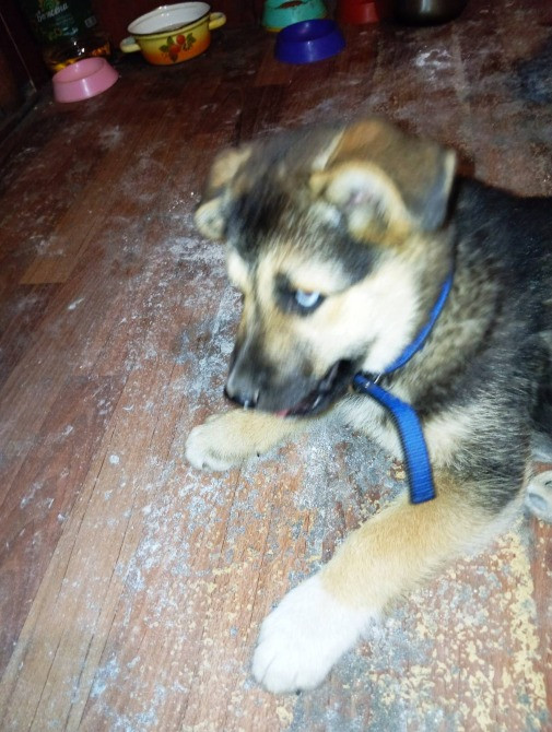 Продаю цуценя з блакитними очима Хаскі+Лайка Барышевка - изображение 3