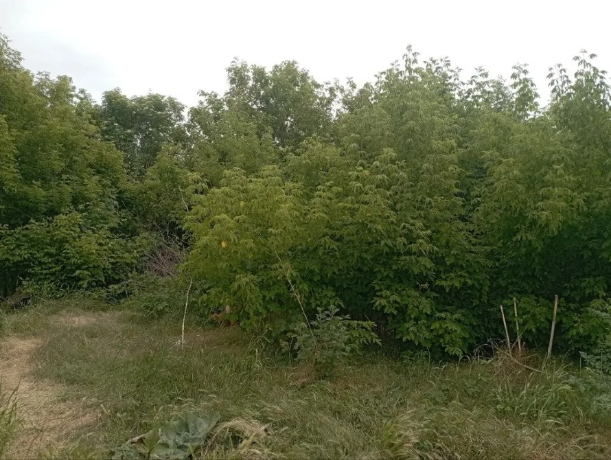 участок 18 соток или 3 по 6 Одесса - изображение 4