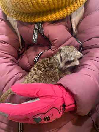 Ручний сурікат Київ