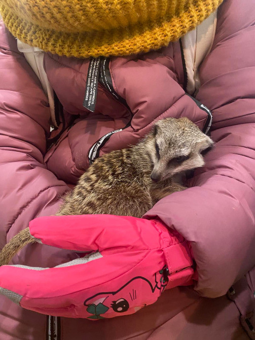 Ручний сурікат Киев - изображение 2