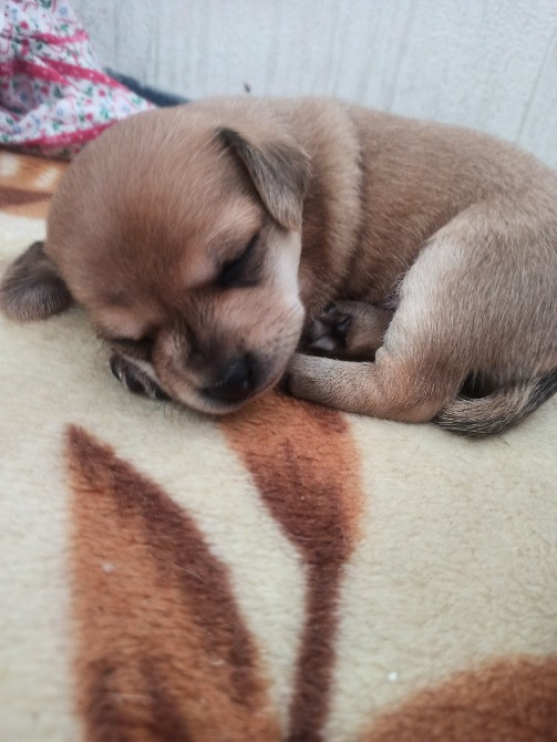 В хороші руки Київ - зображення 2