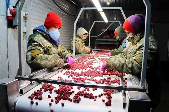 Холодильна та морозильна камери для Заморозки малини і суниці Київ