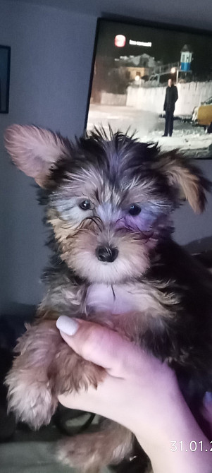 Йоркширский терьер Ширяєве - зображення 2