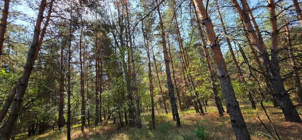 Продам 2,12 га землі в лісі, Царичанський район. Дніпро - зображення 8