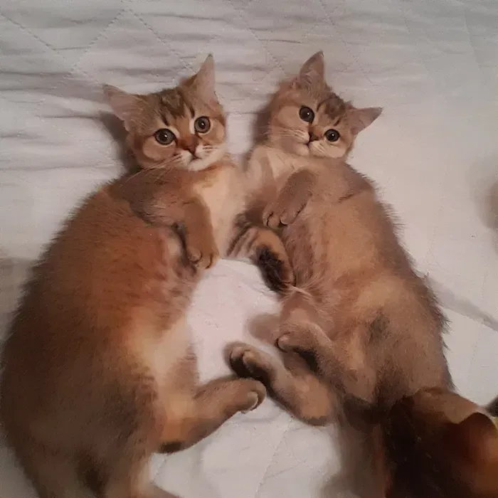 Вінниця.Продаються.Скоттиш-страйти: плюшеві ведмежата з ангельським характером Винница - изображение 1