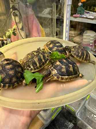 Балканська сухопутна черепаха Київ
