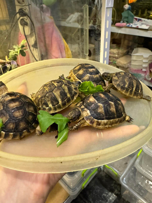 Балканська сухопутна черепаха Київ - зображення 2