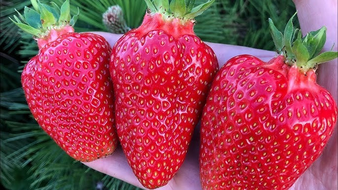 Продам полуницю Сквира - зображення 3