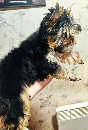 Продам цуценят йорків Павлоград