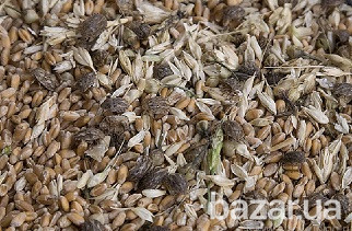 Некондиция, зерноотходы, куплю. Масличные, бобовые, зерновые. Кропивницький - зображення 1