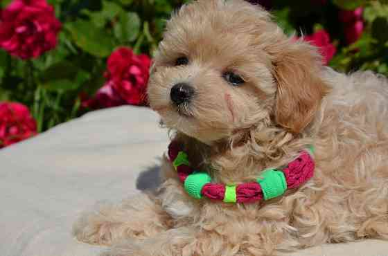 #МальтіпуF1#MaltipooF1#цуценята2міс#puppies 2 months Ukraine, Kyiv. Киев