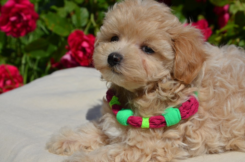 #МальтіпуF1#MaltipooF1#цуценята2міс#puppies 2 months Ukraine, Kyiv. Київ - зображення 4