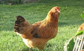 Продаю курчат м’ясо-яєчних порід та несучок Баришівка - зображення 1