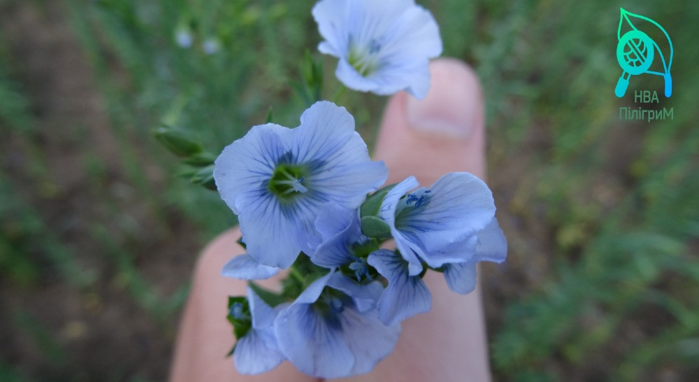 насіння льону олійного, ранній сорт "Надійний". 1р Запорожье - изображение 3