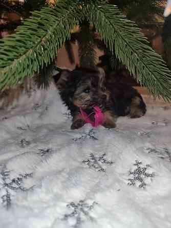 Продам цуценят йорків Павлоград