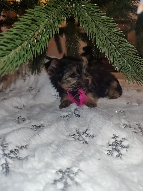 Продам цуценят йорків Павлоград - зображення 3