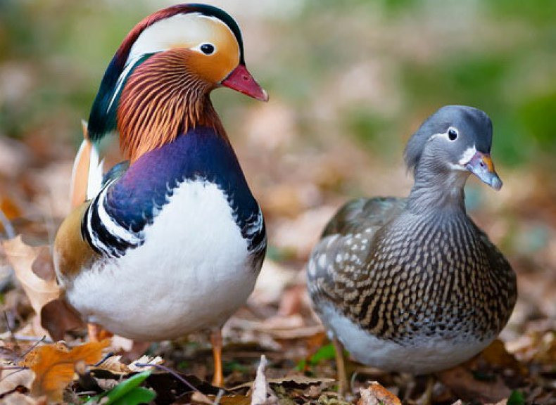 Каролінська качка. Качки мандаринки Київ - зображення 1