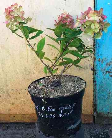 Гортензія волотиста Бонфаєр. Hydrangea paniculata ‘Bonfire’. 5л Вінниця