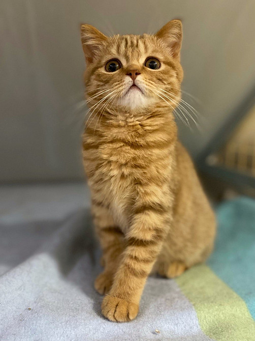 Шотландский прямоухий котик (Scottish Straight) циннамон в крапинку Харків - зображення 1