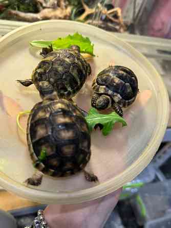 Балканська сухопутна черепаха Київ
