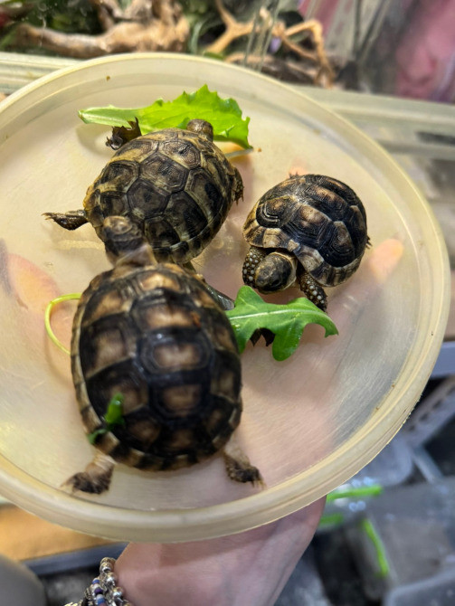 Балканська сухопутна черепаха Київ - зображення 4