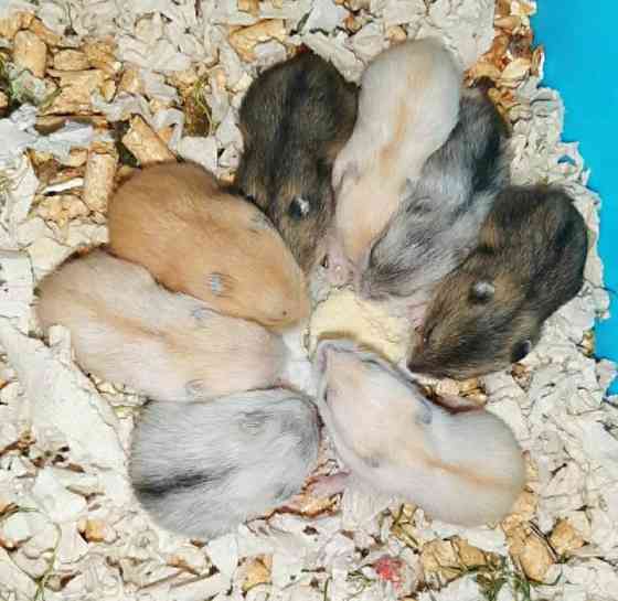 Карликовi хом'ячки Джунгарики Киев