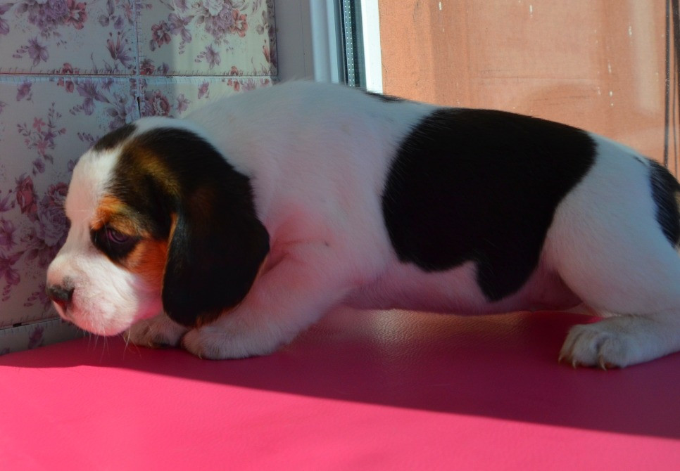 Біглі від батьків чемпіонів. Документи київського клубу, чіповані. Київ - зображення 4