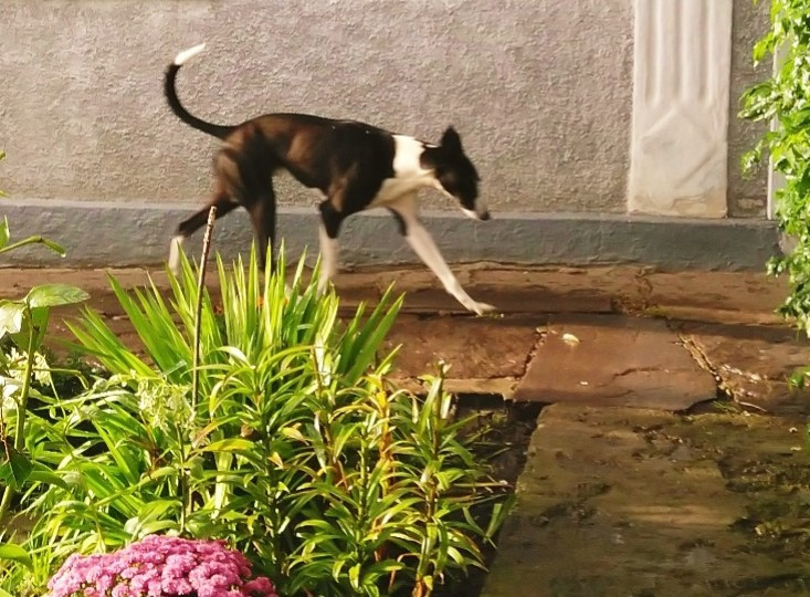 Продам хортів Городенка - зображення 3