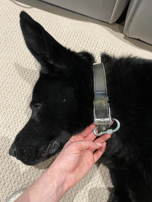 Лабрадор шукає хазяїна Київ - зображення 3