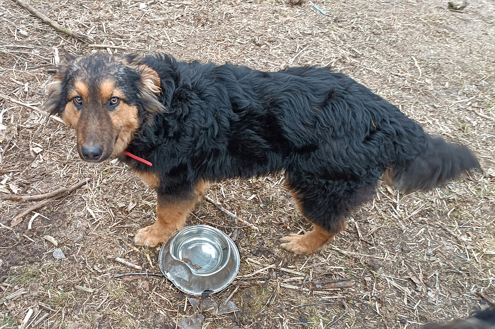 Оскару всего годик! Он очень хочет в любящую семью! Киев - изображение 7