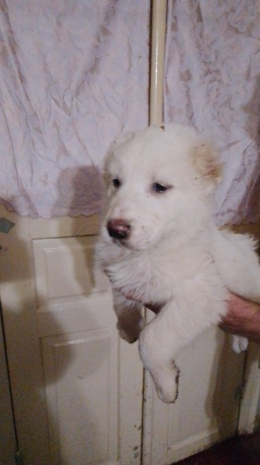 Продам щенков Алабая. Кропивницький - зображення 2