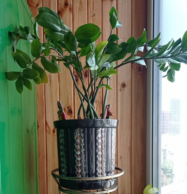 Замиокулькас долларовое дерево с горшком Київ - зображення 1