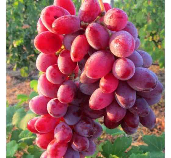 Продам саджанці винограду Сквира