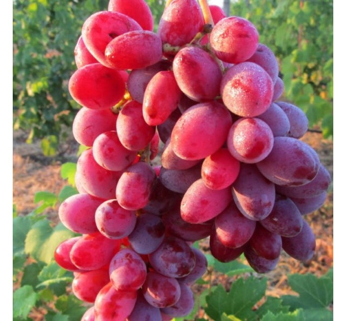 Продам саджанці винограду Сквира - зображення 2