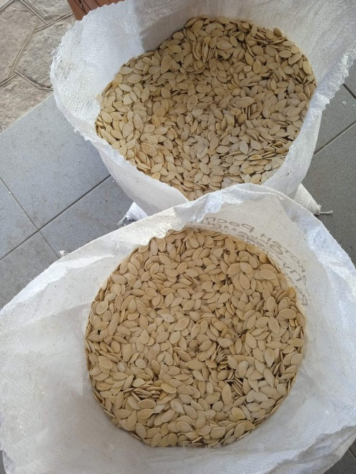 Тыквенные семена (посевные) Кременчук - зображення 2