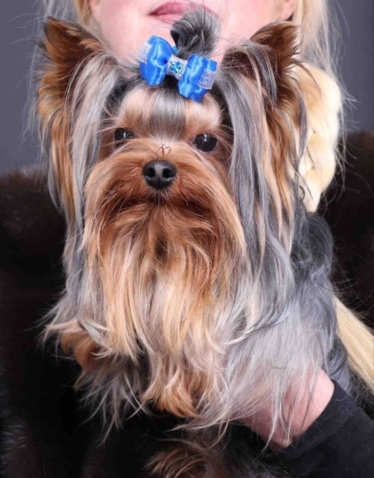 Цуценята міні йорки Житомир - изображение 7