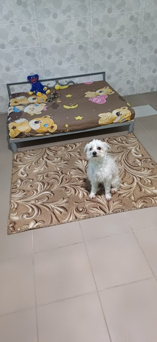 Готель ПЕС для собак - перетримка тварин в Києві, зооготель Киев - изображение 9