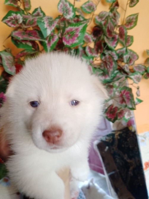 Цуценятка Помскі F1 Львов - изображение 2