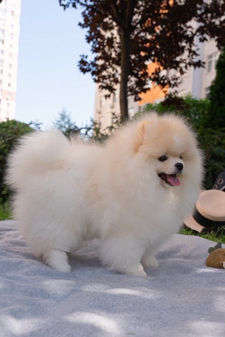 Померанський шпіц хлопчик 4 місяці Київ - зображення 1