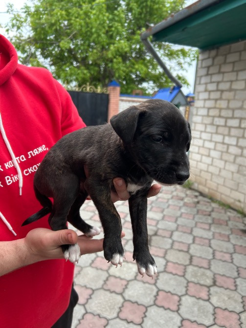 Продам недорого цуценят віком 2 місяця Новомосковськ - зображення 4
